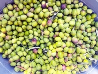Ganos zeytin bahçesinde erken hasat