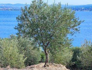 Ganos Eceabat zeytin bahçesi