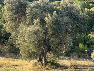 Gelibolu Yarımadası Ganos zeytin bahçesi