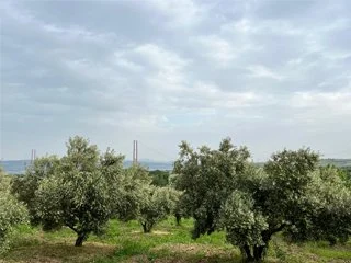 Gelibolu Eceabat Ganos zeytinlikleri