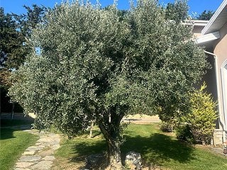 Ganos zeytin ağacı ve sürdürülebilir tarım