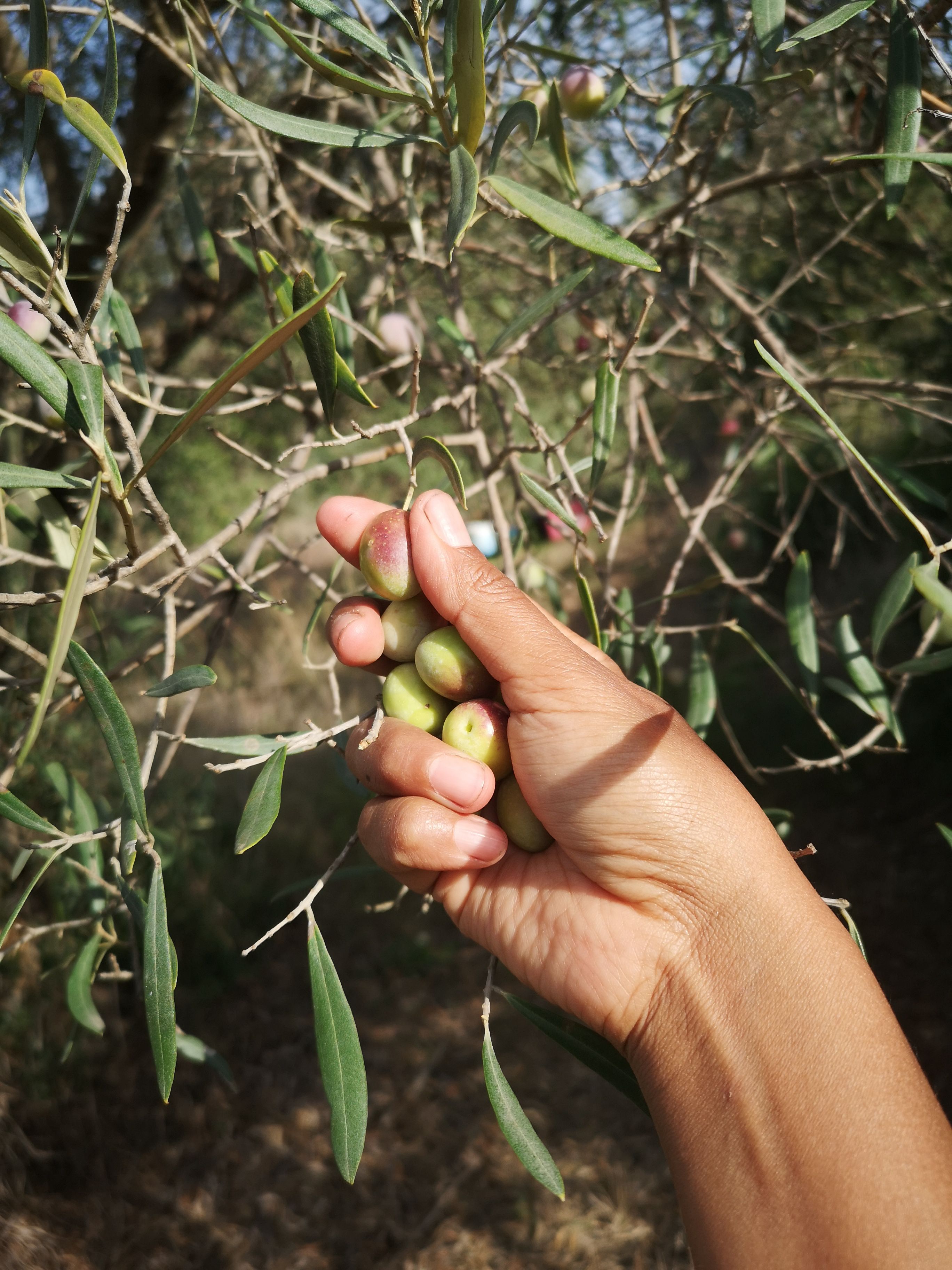 Gelibolu Yarımadası Ganos zeytin bahçesi