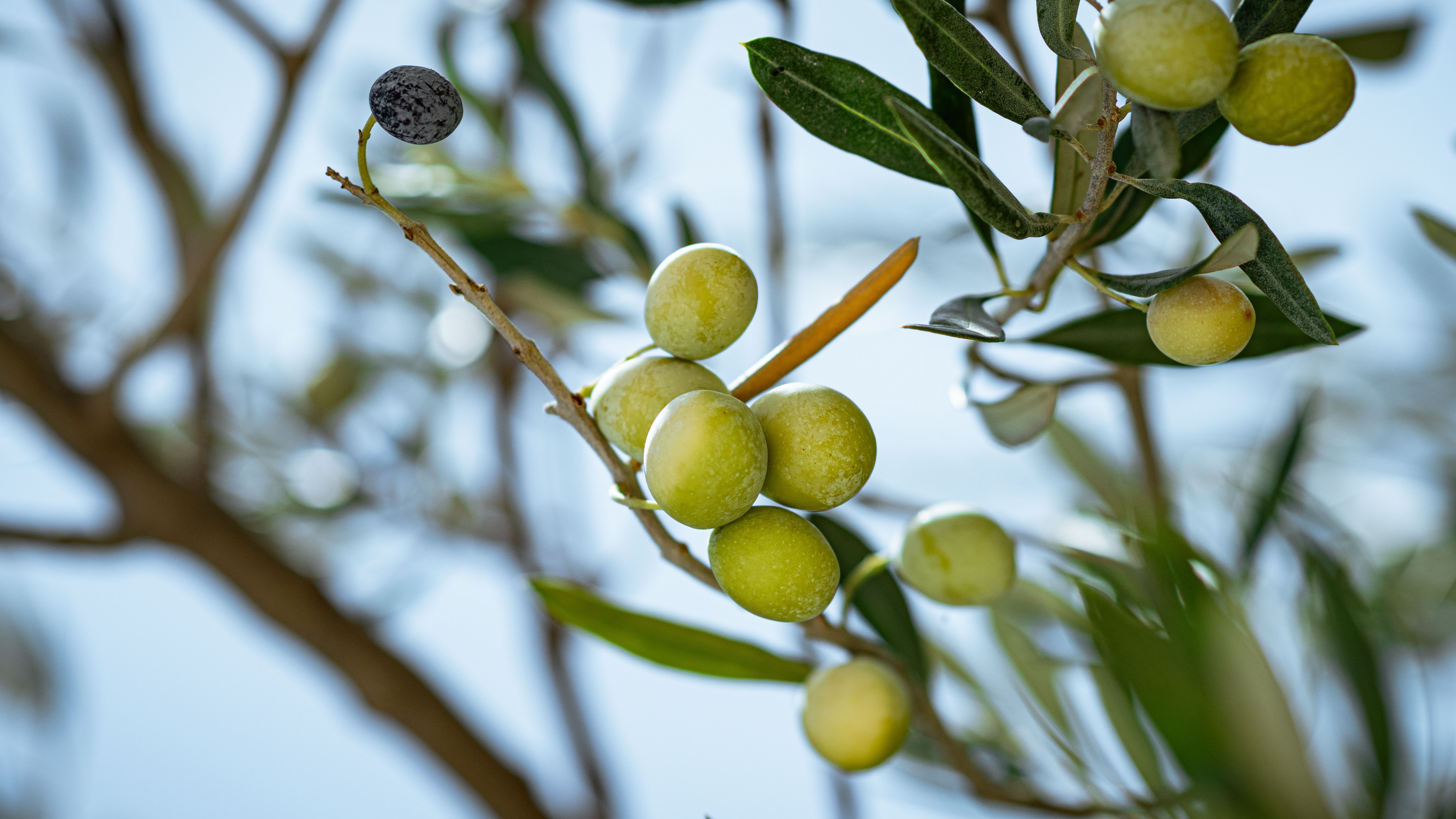 Ganos Gelibolu Eceabat zeytin bahçeleri